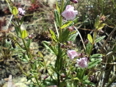 Lesser skullcap
