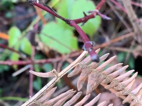 Common dogwood