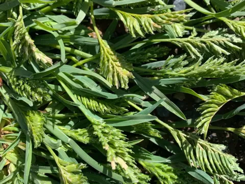 Hardgrass