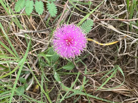 Mimosa quadrivalvis
