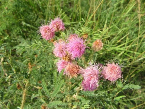 Schrankia