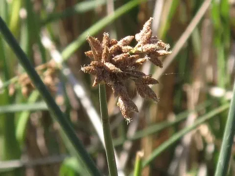 Hardstem bulrush
