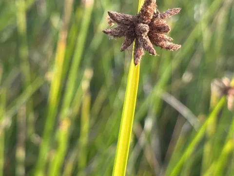 American bulrush