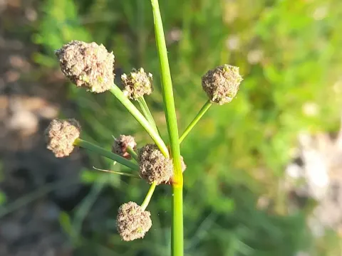 Southern bulrush
