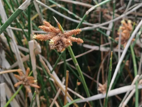 California bulrush