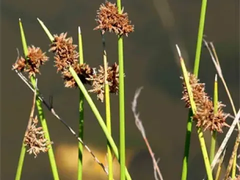 Scirpus confusus