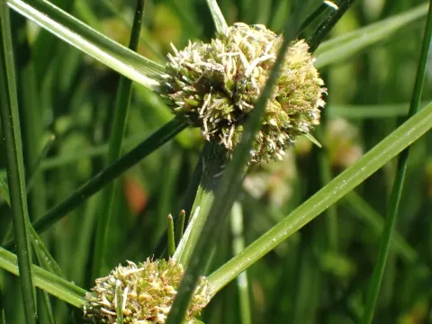Cuban bulrush