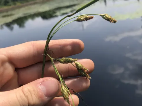 Saltmarsh bulrush