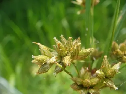 Fuirene sedge