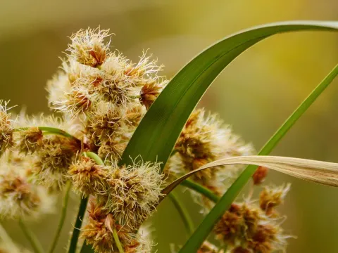 Giant bulrush
