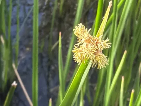 Olney's bulrush