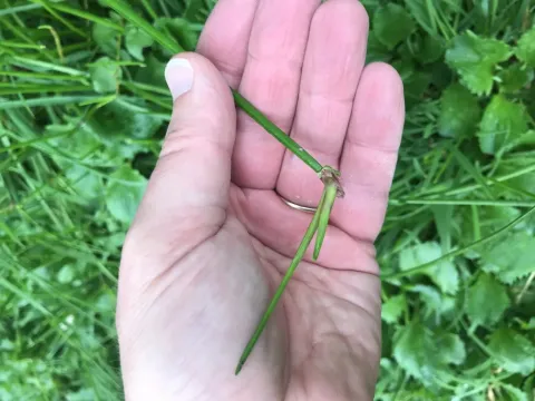 Isolepis prolifera