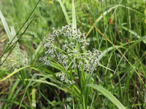 Woodland bulrush