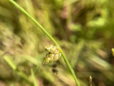Smith's bulrush