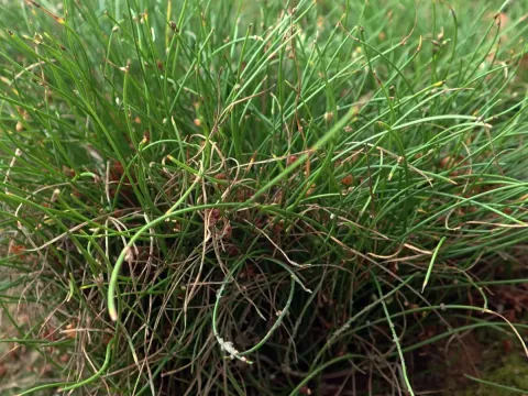 Proliferating bulrush