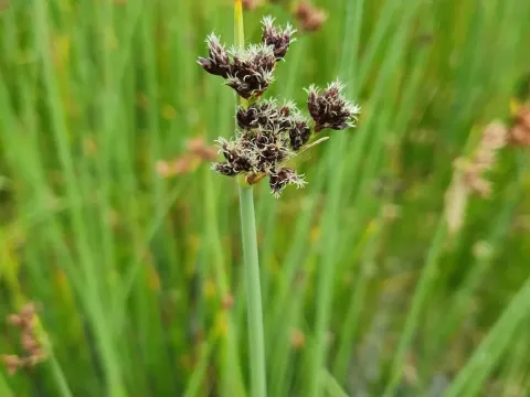 Softstem bulrush