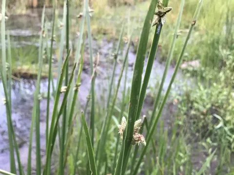Scirpus triangulatus