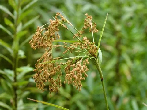 Wichura's bulrush