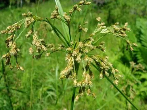 Wichura's bulrush