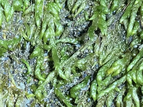 Scleropodium