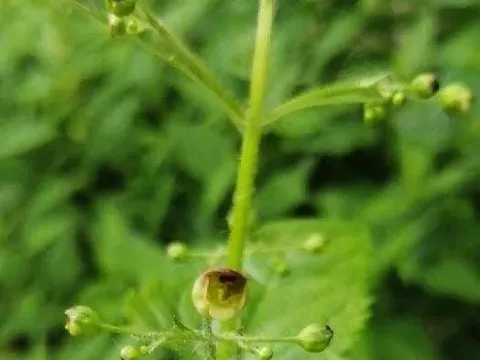 Figwort