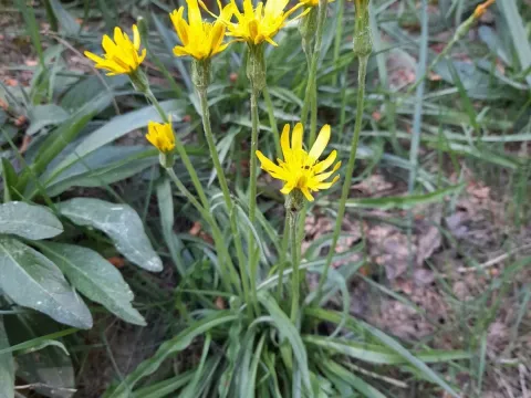Scorzonera humilis