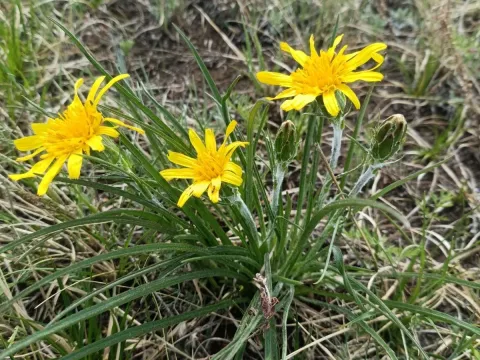 Scorzonera radiata