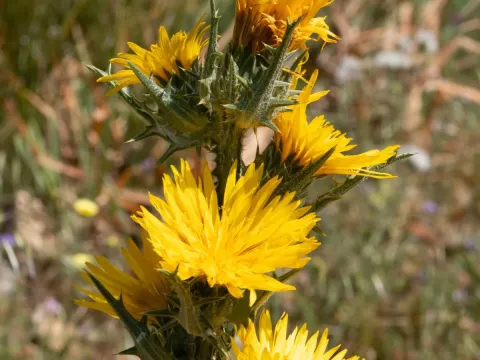 Scolymus grandiflorus