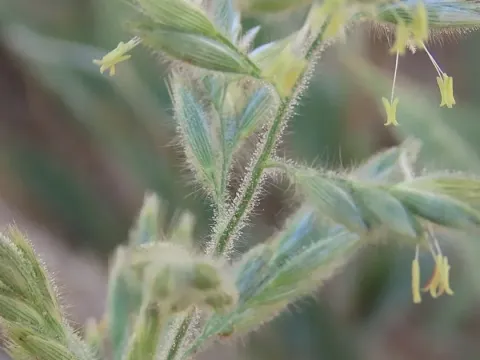 Шмідтія