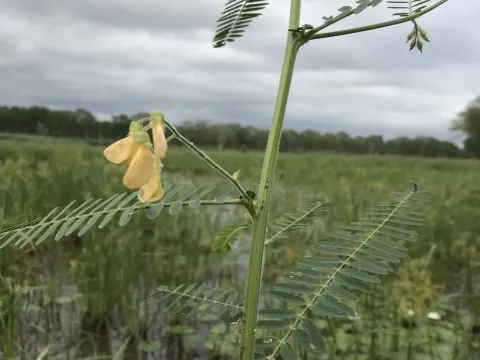 Sesbania bispinosa