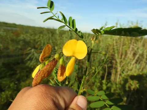 Sesbania exasperata