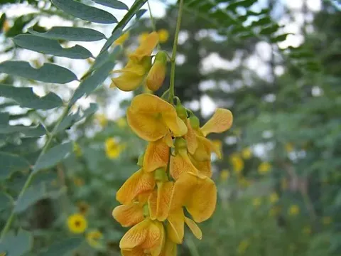 Sesbania leptocarpa