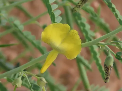 Sesbania pachycarpa