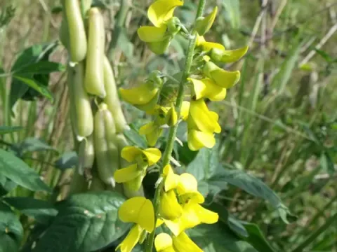 Sesbania rostrata