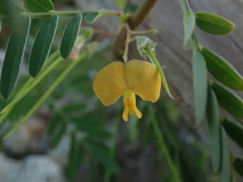 Sesbania sericea