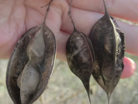 Sesbania platycarpa