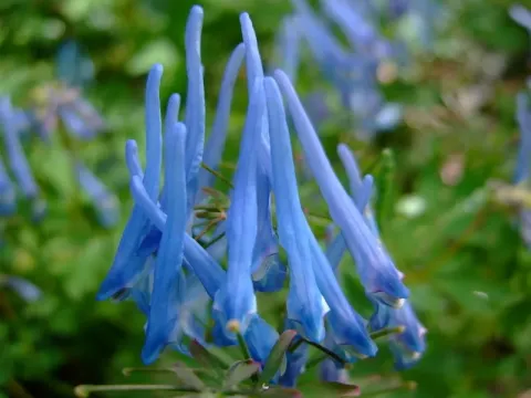 Corydalis