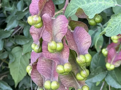 Serjania