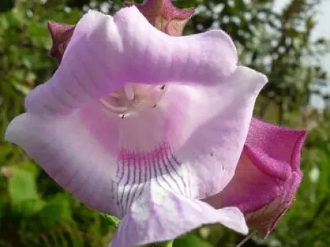 Angola sesame