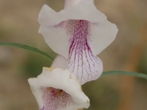 Sesamum calycinum