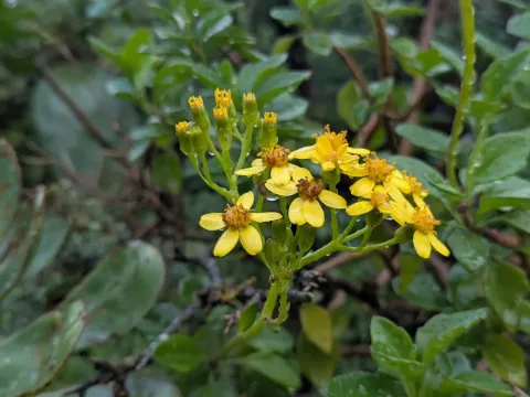 Жовтюх кутастий