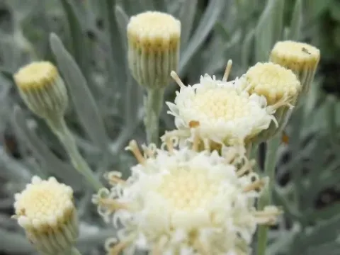 Senecio vira-vira