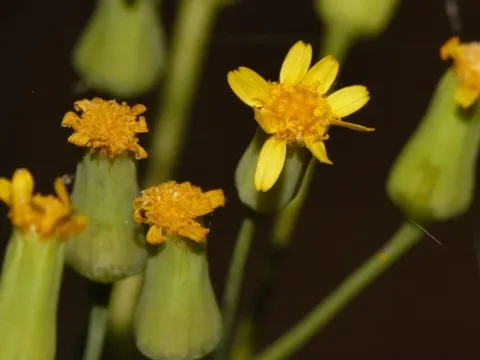 Senecio abyssinicus