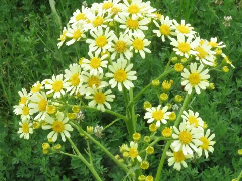 Buenos Aires groundsel