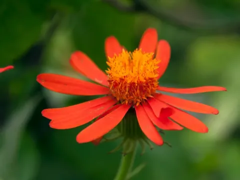 Senecio confusus