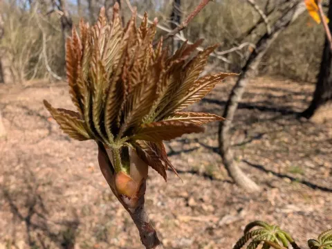 Ohio buckeye