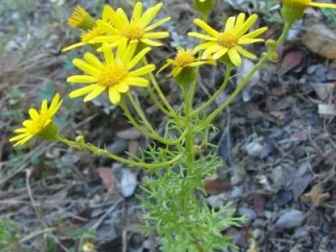 Senecio delphinifolius