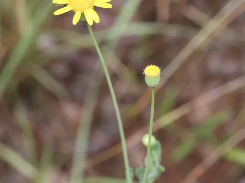 Senecio discifolius