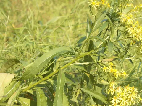 Saracen's groundsel