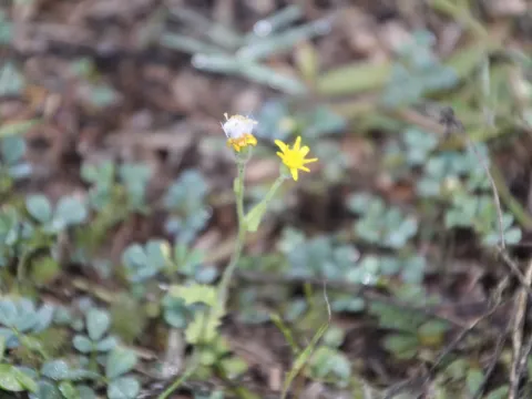 Sticky groundsel